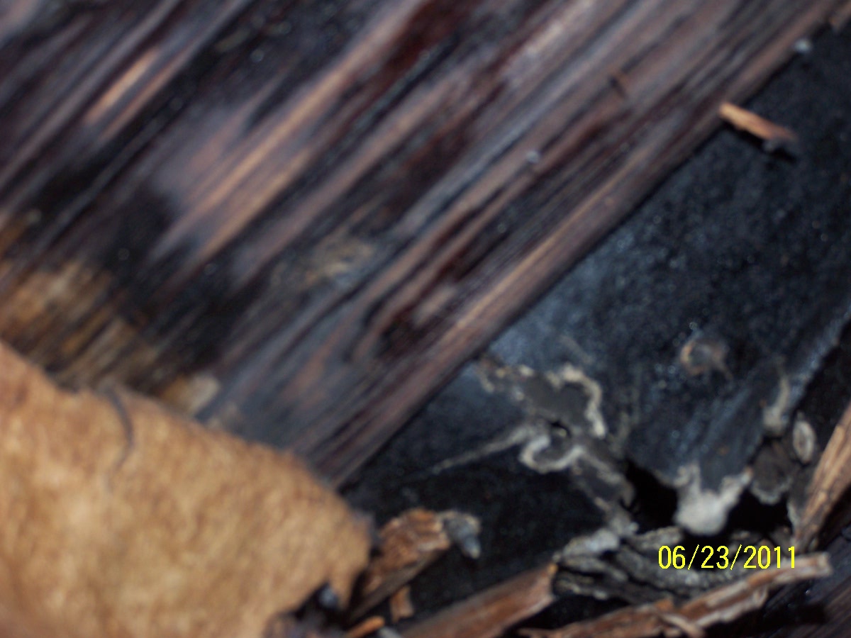 Roof decking  has severe damage